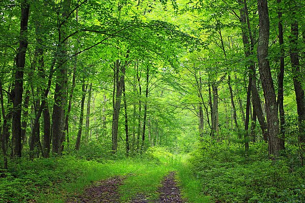 A Pathway leading into a forest.